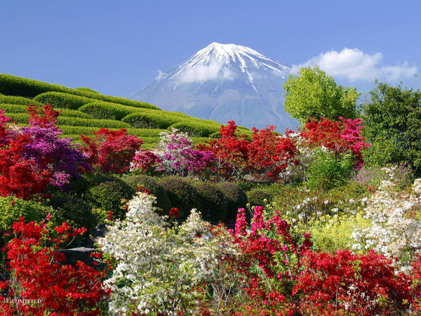 цветы и горы