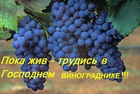 пока жив трудись в Господнем винограднике